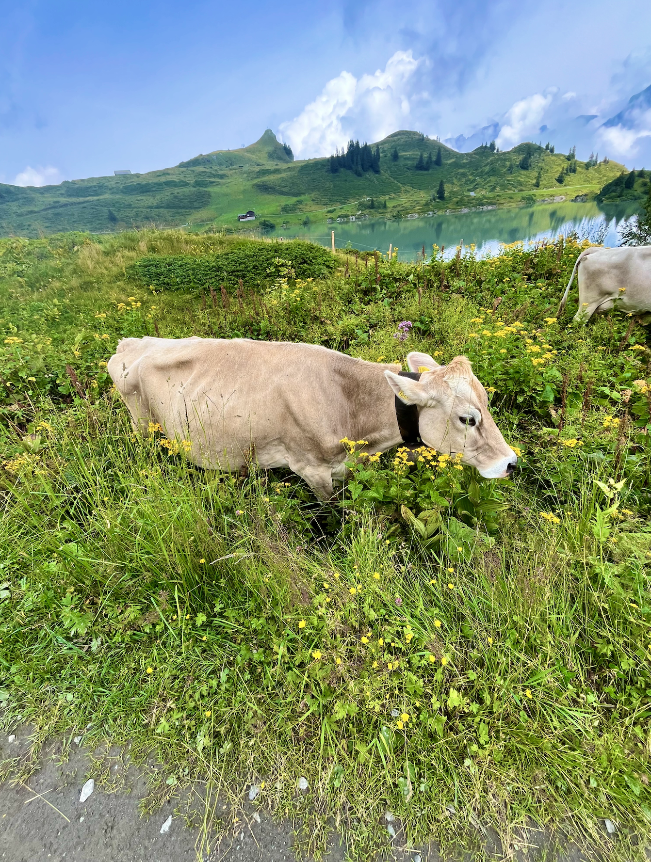 Cow