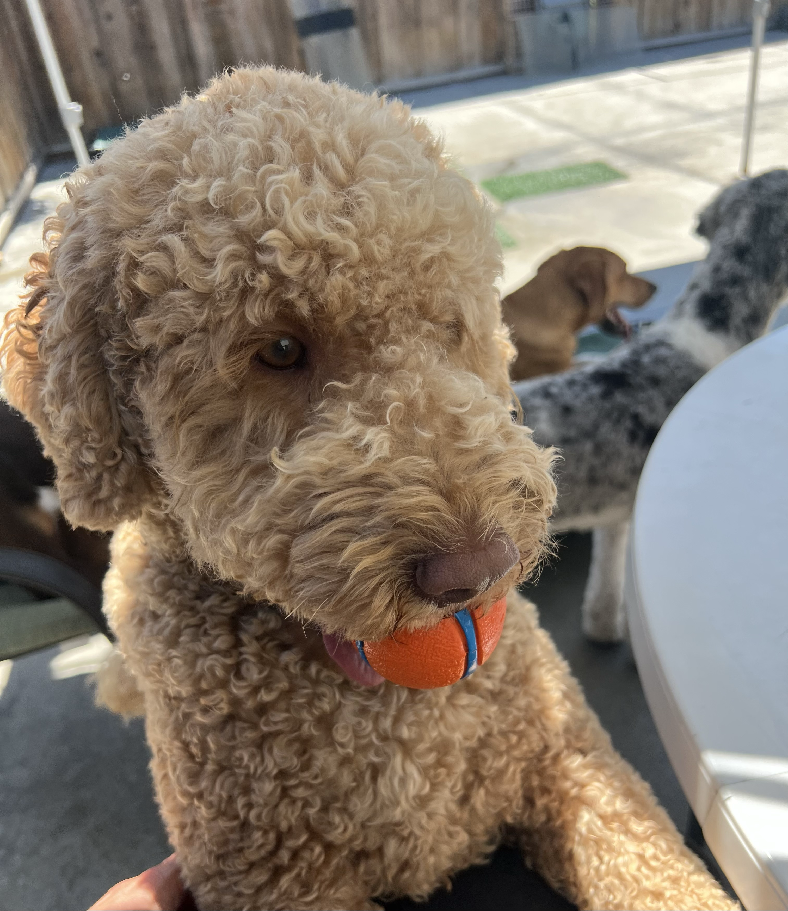 my dog